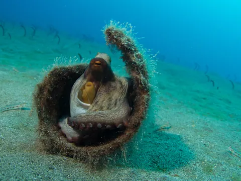Bautismo Buceo Puerto Carmen Inmersiones Lanzarote Dive Skuba Canarias