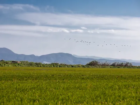 Paseo en barca por la Albufera