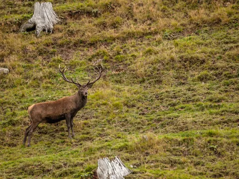 Excursión a observar la berrea del venado en Asturias desde Collanzo