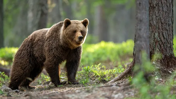 Oso pardo en estado de alerta en bosque asturiano