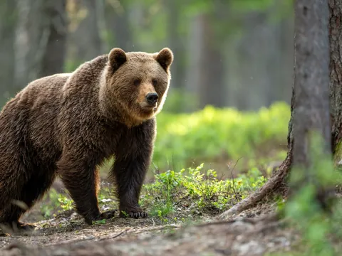 Oso pardo en estado de alerta en bosque asturiano