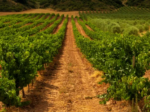 Experiencia Garnacha en Bodegas Caudalia