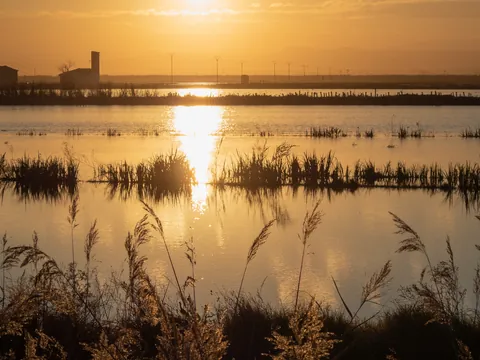 Paseo en barca por la Albufera al atardecer