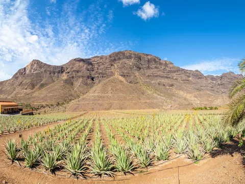 Plantación de aloe vera en Gran Canaria, uno de los tesoros naturales de los que presume la isla en su terreno.