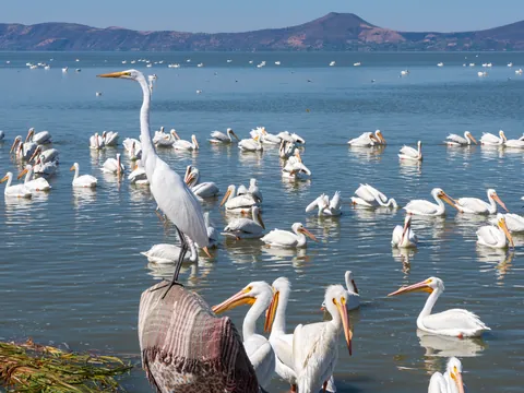 Pelicanos excursión Lago Chapala desde Guadalajara