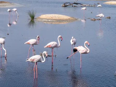 Flamencos rosados en las aguas de la Albufera de Valencia