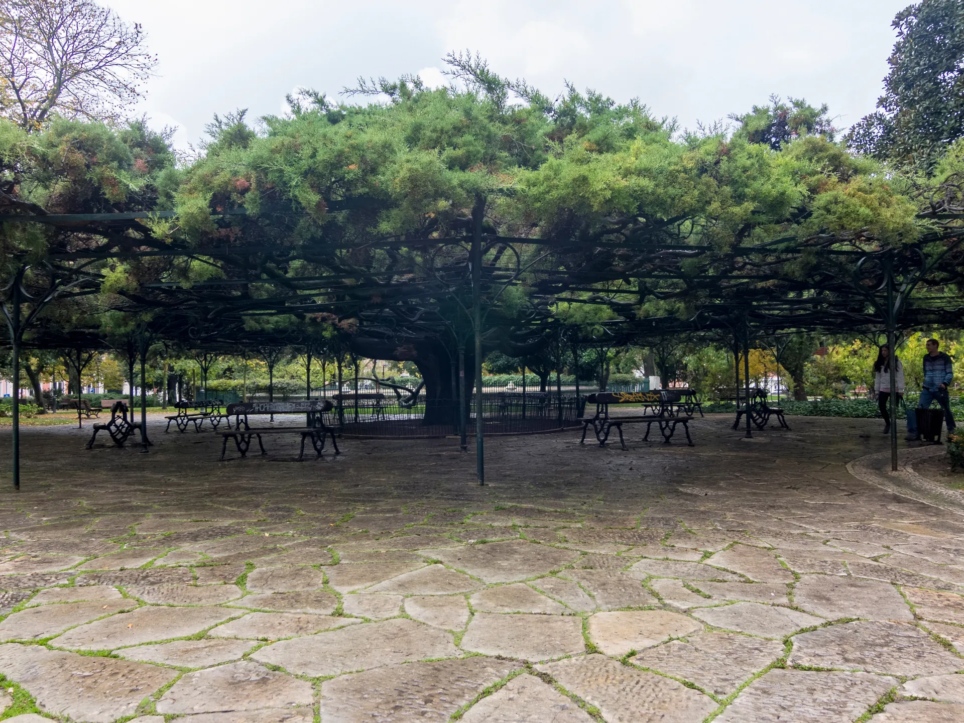Arbol en el centro del Jardín del Principe Real en Lisboa