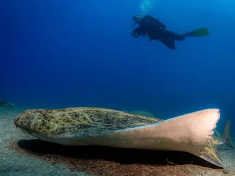 Bautismo Buceo Puerto Carmen Inmersiones Lanzarote Dive Skuba Canarias