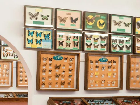 Museo Ciencias naturales Binissues Menorca
