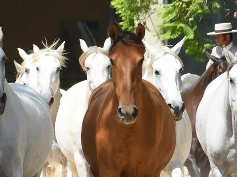 Visita guiada a la Yeguada Cartuja Hierro del Bocado