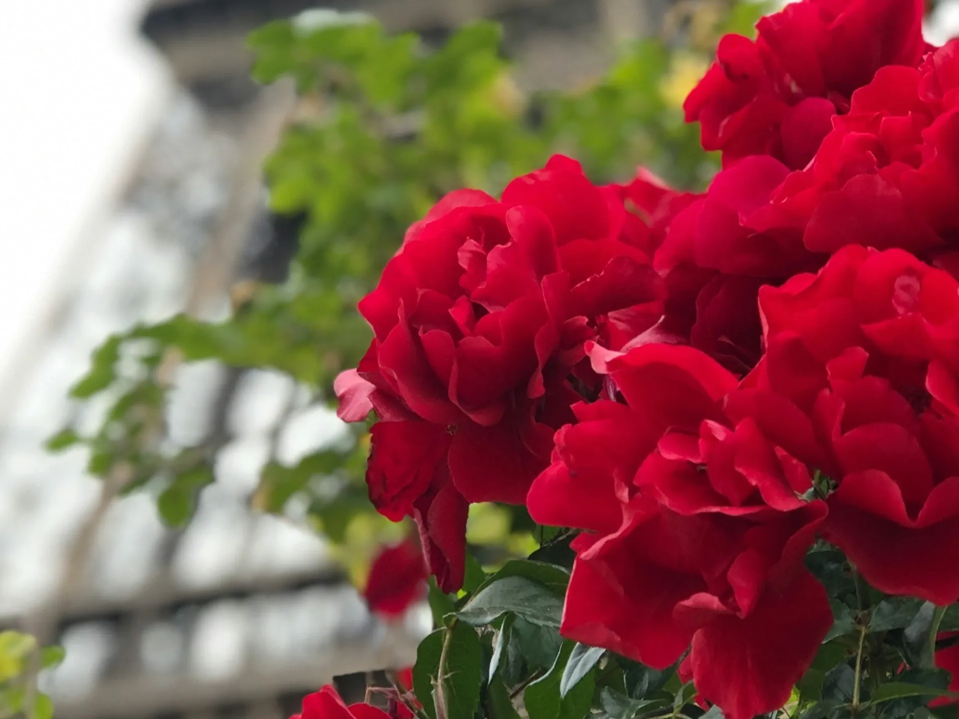 Rosas rojas en primer plano con la Torre Eiffel de París al fondo