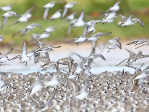 Aves Parque Everglades paseo Hidrodeslizador