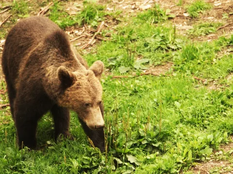 Oso pardo con pelaje marrón camina por los prados de los Cárpatos rumanos.