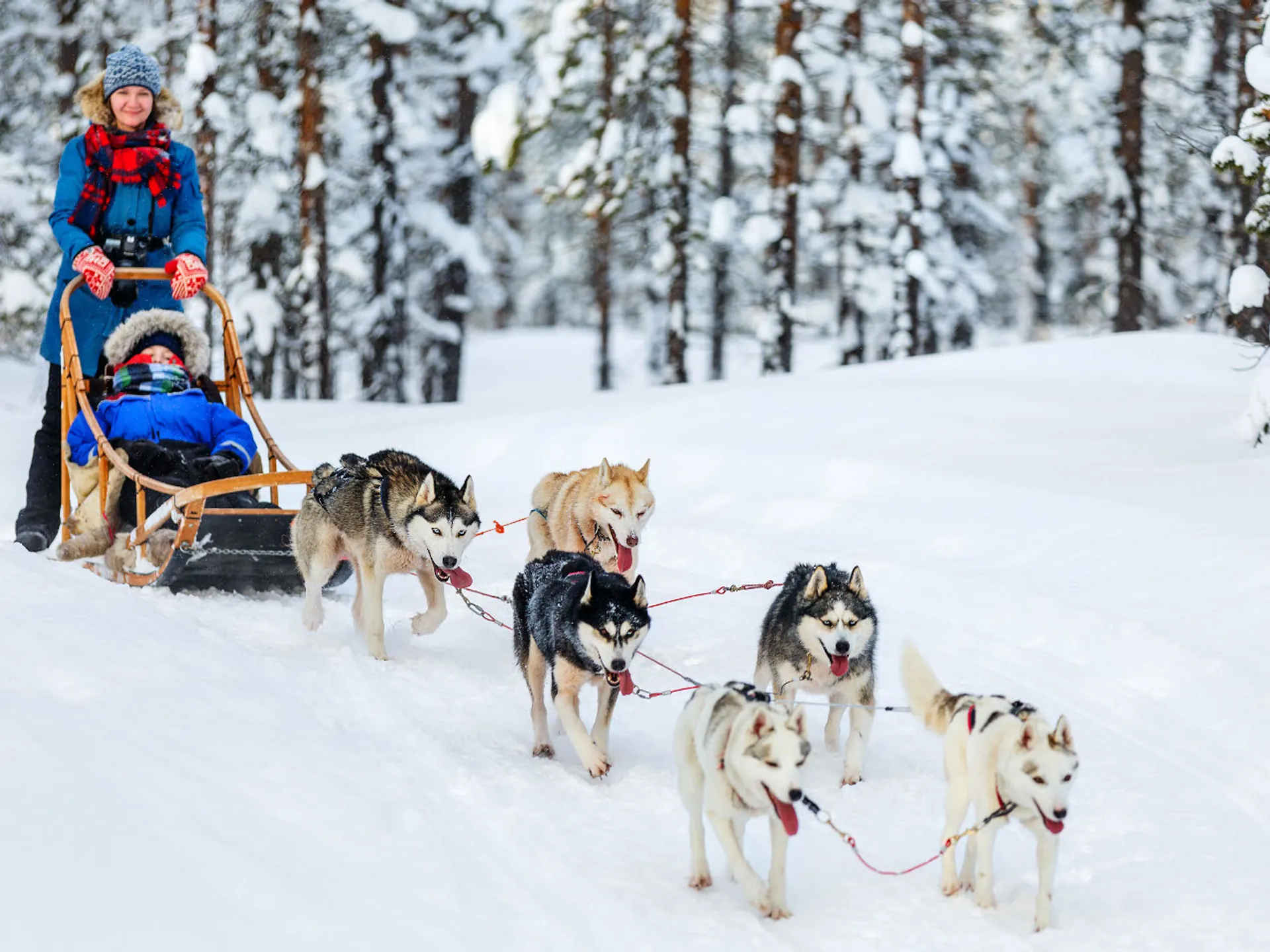 Perros tirando un trineo por la nieve - Qué ver en Baqueira - Vielha - Guía de viajes Baqueira Beret - Buendía