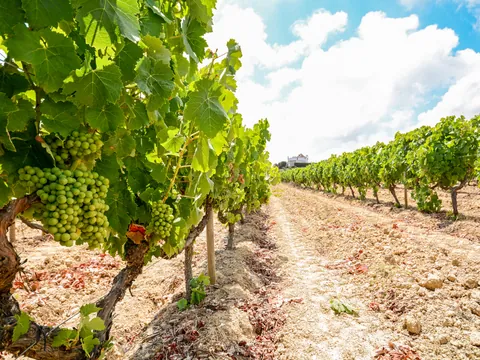 Viñedos en Évora, Portugal, con racimos verdes bajo el sol del Alentejo.