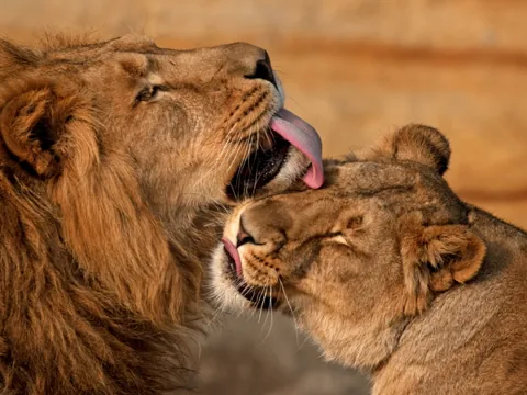 Dos leones acicalándose tiernamente en un hábitat del Zoo de Praga.