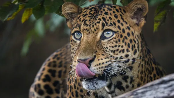 Imponente felino con pelaje rayado, cazador experto y en peligro de extinción.
