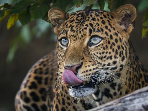 Imponente felino con pelaje rayado, cazador experto y en peligro de extinción.