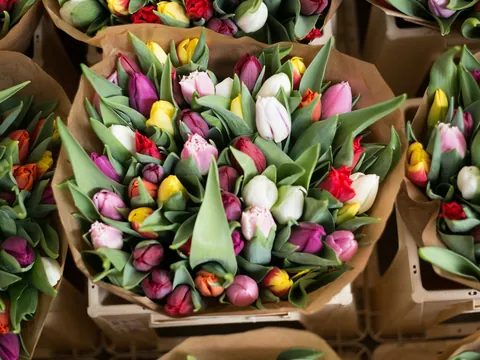Ramos de tulipanes