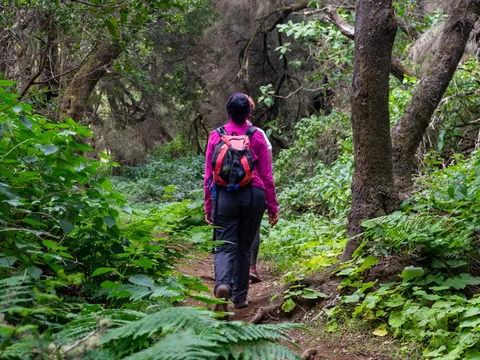 Senderismo en el bosque de la Laurisilva