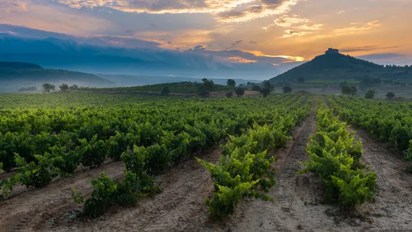 visita guiada Bodega Jilaba Viñedos