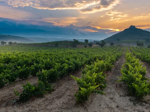 visita guiada Bodega Jilaba Viñedos