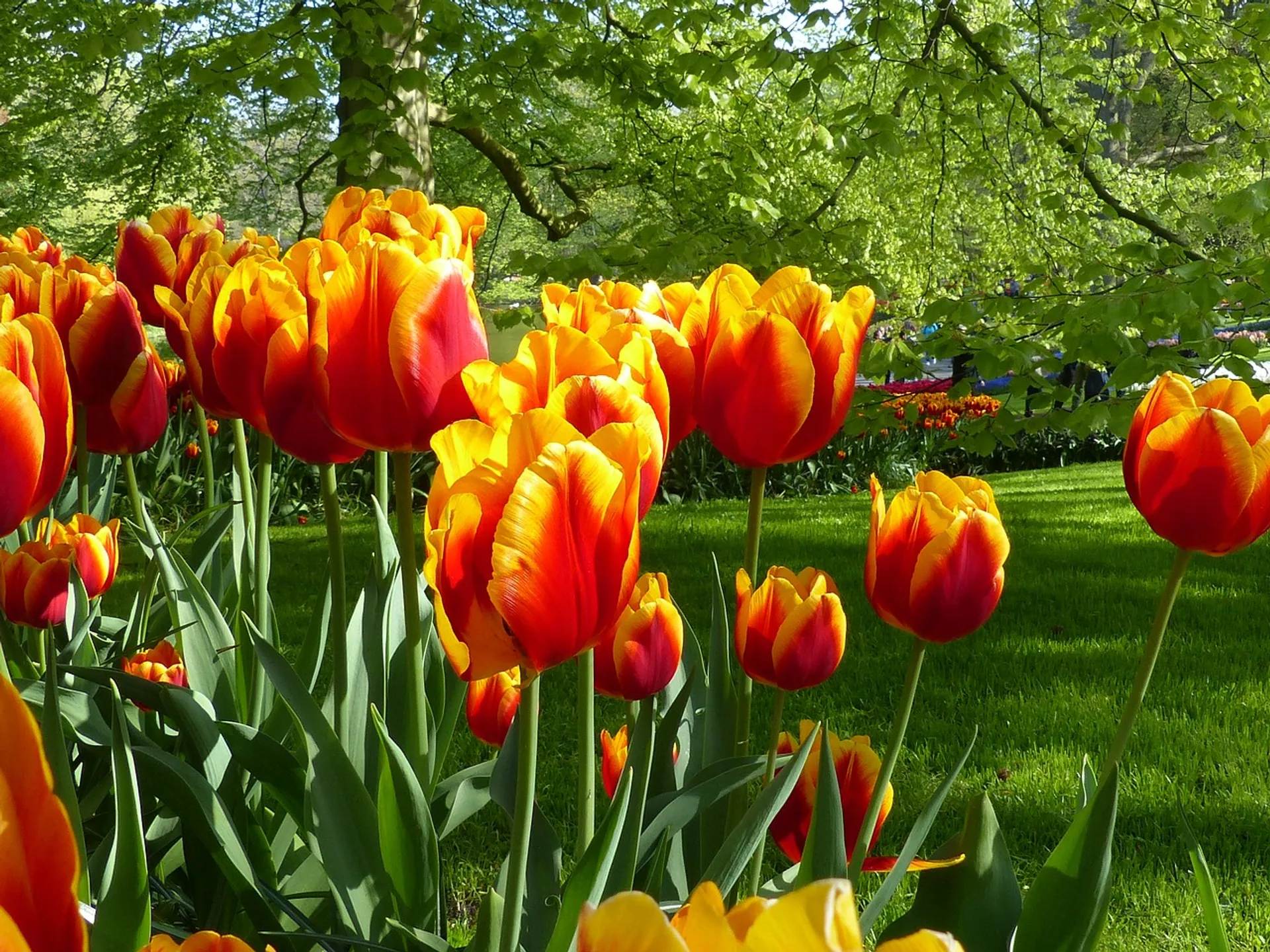 Campo de tulipanes Holanda - Keukenhof, el Parque de Tulipanes de Holanda - Blog - Buendía