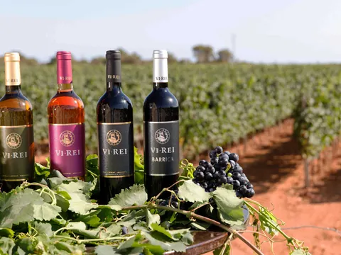 Cata de Vinos en Bodega Vi Rei Llucmayor Mallorca