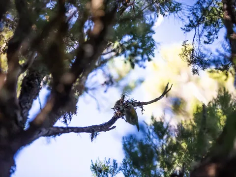 Pequeño pájaro en un árbol en la ruta de Caldeirão Verde, Madeira