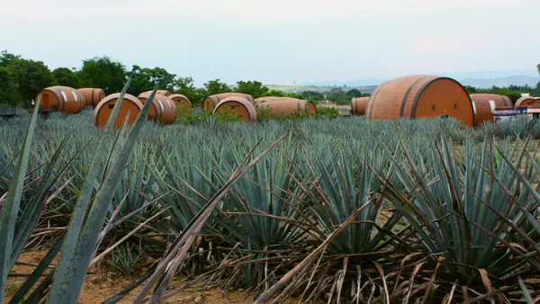 excursión Rojena Jose Cuervo desde Guadalajara
