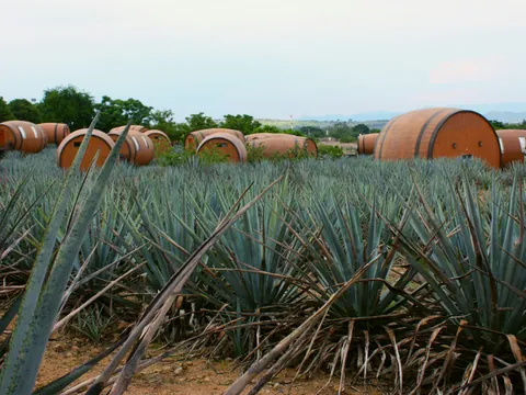 excursión Rojena Jose Cuervo desde Guadalajara