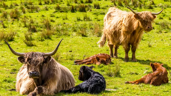 Las vacas de las Tierras Altas o Highland cattle
