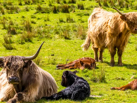 Las vacas de las Tierras Altas o Highland cattle