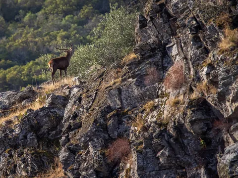 Ciervo macho durante la berrea en los montes de Asturias