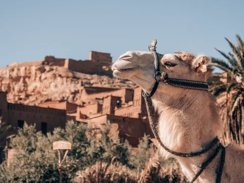 Camello frente a la kasbah de Ait Ben Haddou, cerca de Marrakech
