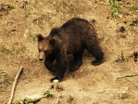 Oso visto de cerca mientras pasea por el entorno en esta actividad indicada para observarlos en su hábitat natural en Rumanía.