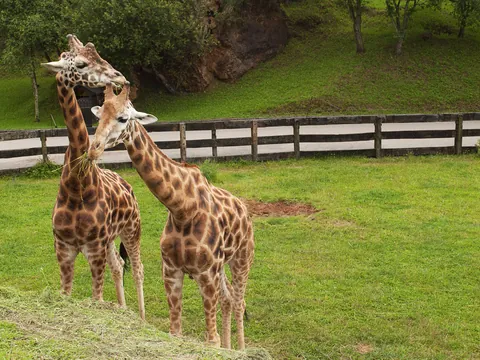 Excursión a Cabárceno desde Santander