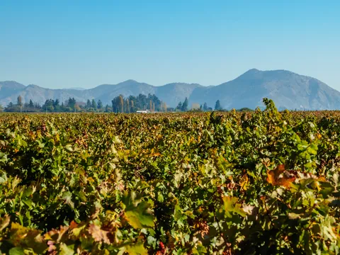 Desde Santiago de Chile: Excursión a Viña Concha y Toro