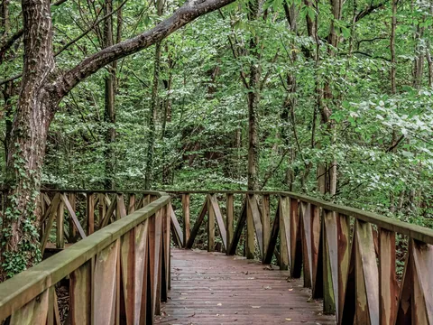 Pasarela de madera entre árboles en el bosque de secuoyas.