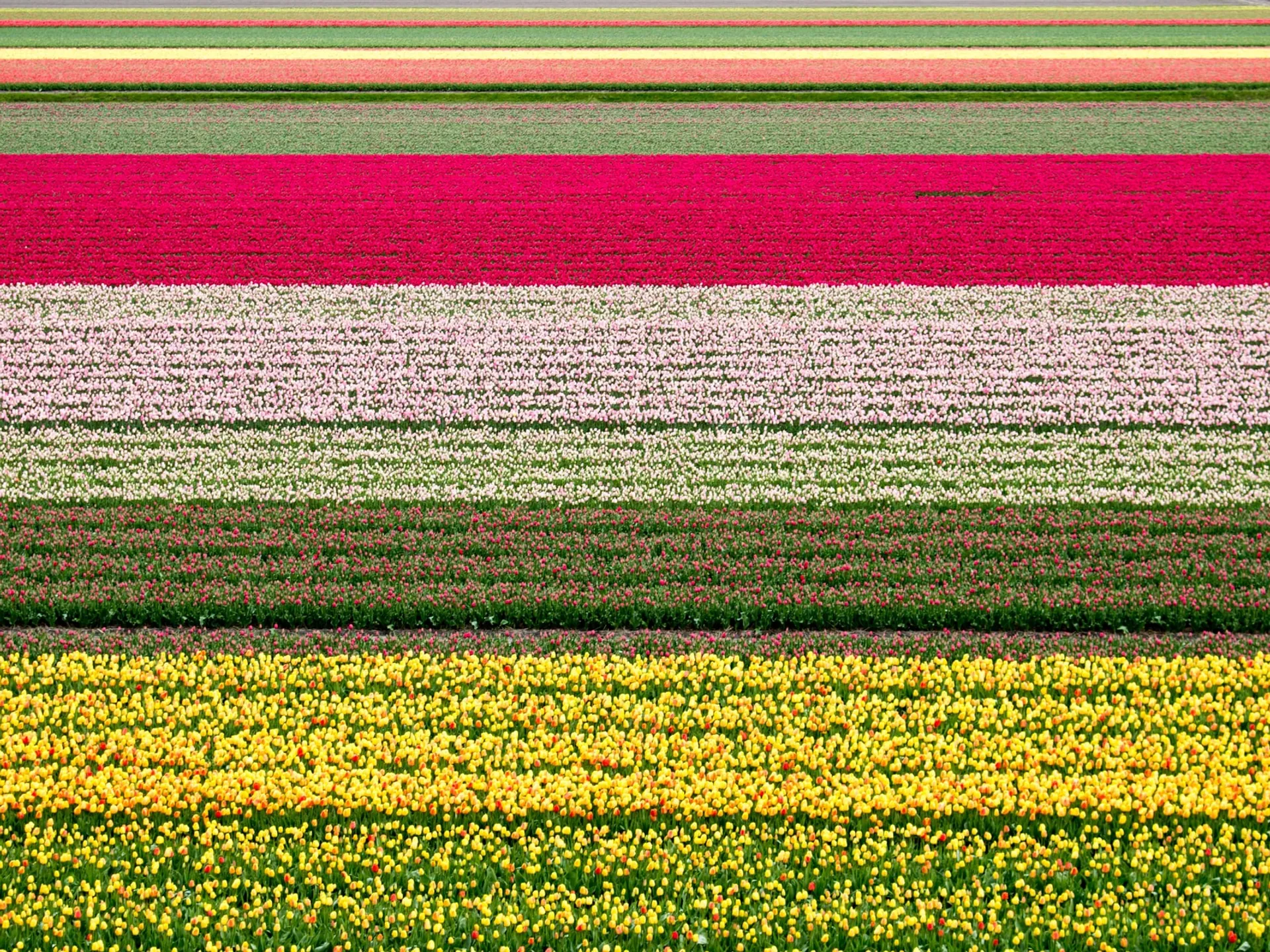 Keukenhof en Lisse- Qué hacer con niños- Guía de viaje de Ámsterdam- Buendía Tours