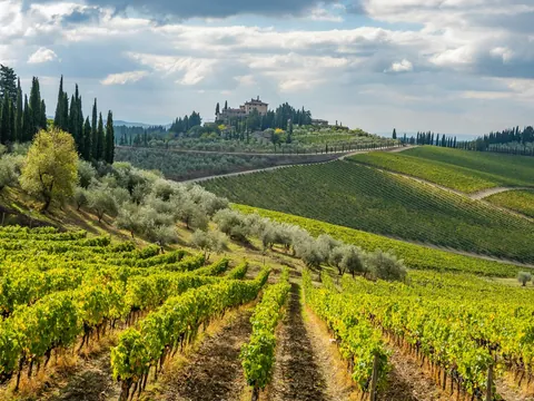 Hileras de viñedos y cipreses en la Toscana