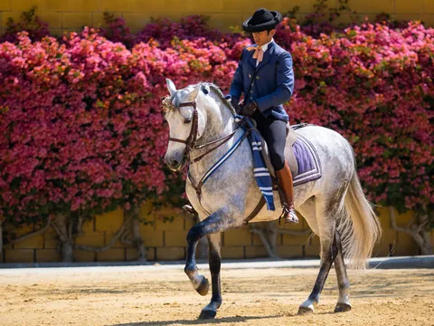 visita guiada Yeguada Cartuja Hierro del Bocado Espectaculo Ecuestre Jerez Frontera Cádiz Bandalucia