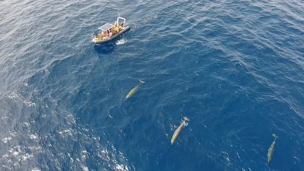 Avistamiento Delfines Fuerteventura Morro Jable Paseio barco Canarias