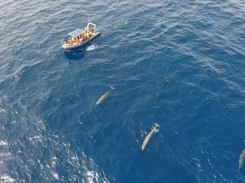 Avistamiento Delfines Fuerteventura Morro Jable Paseio barco Canarias