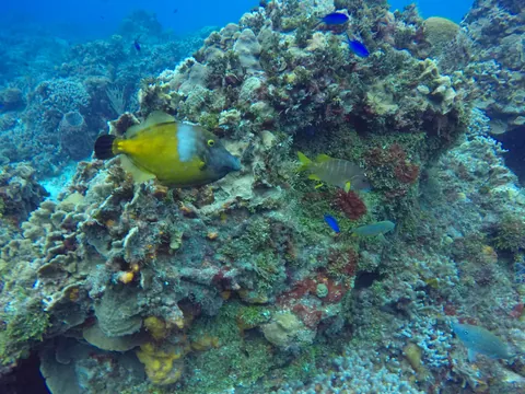 excursión catamarán Snorkel Punta Cana Mar Caribe República Dominicana