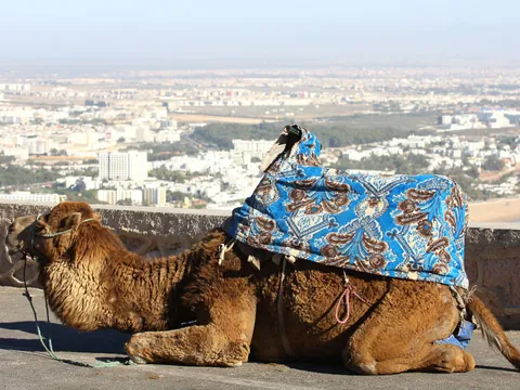 Paseo en camello en Agadir