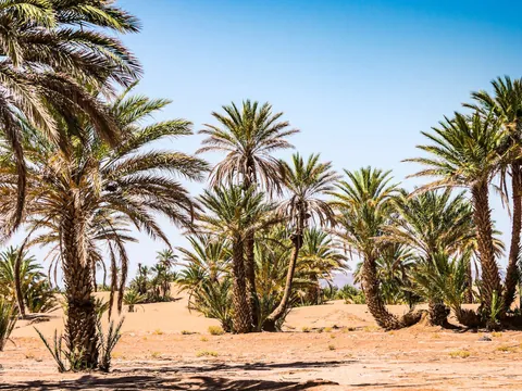 Paisaje del Palmeral de Marrakech con palmeras y terreno desértico
