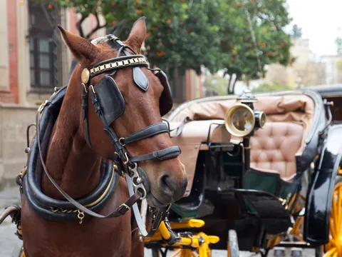paseo Calesa Sevilla Coche Caballos