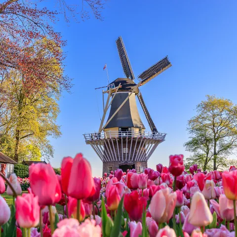 Keukenhof, el Parque de Tulipanes de Holanda