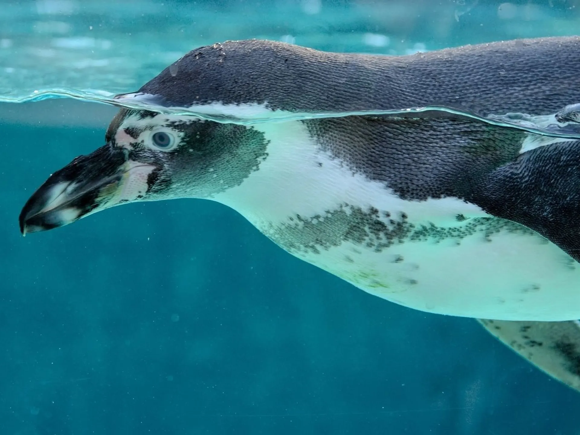 Pinguino en el oceanario lisboa buendia tours